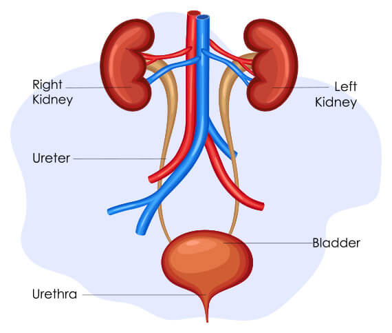 Kidney Organs